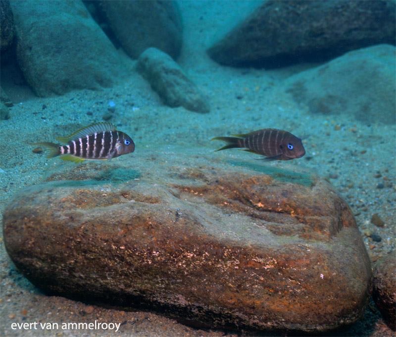 Tropheus polli 'Mahale Mountains NP'